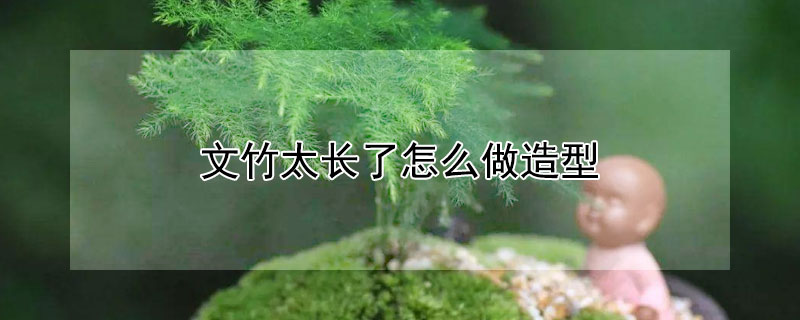 文竹太长了怎么做造型（文竹的造型最好看图片）