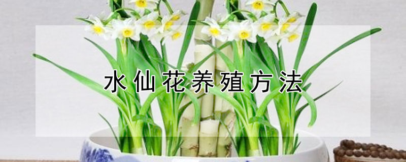 水仙花养殖方法（土培水仙花养殖方法）