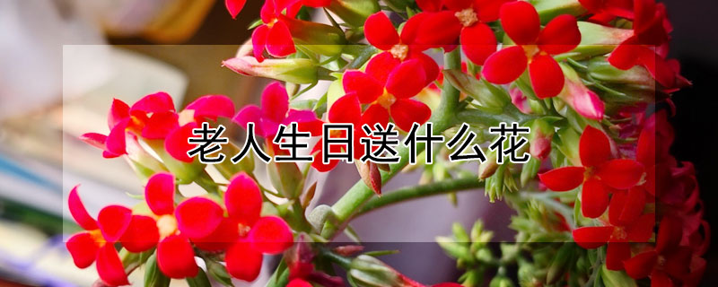 老人生日送什么花（八十多岁老人生日送什么花）
