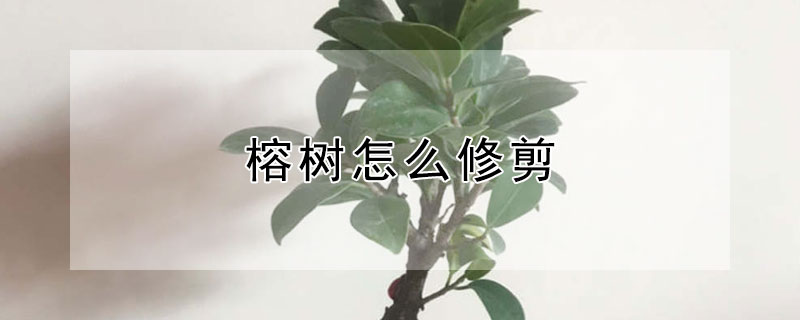 榕树怎么修剪（盆栽榕树怎么修剪）