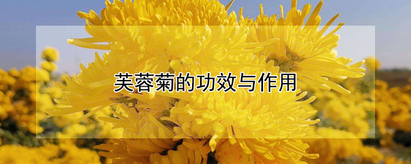 芙蓉菊的功效与作用 芙蓉菊的功效与作用 药典