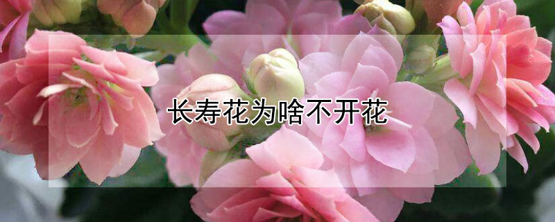 长寿花为啥不开花 大叶长寿花为啥不开花