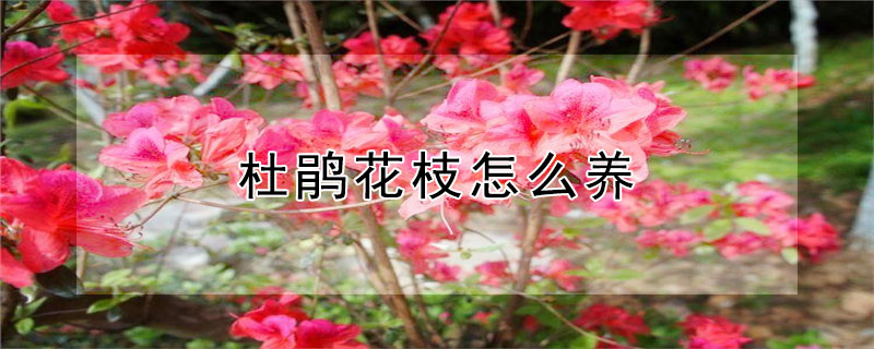 杜鹃花枝怎么养（杜鹃花枝怎么养活）