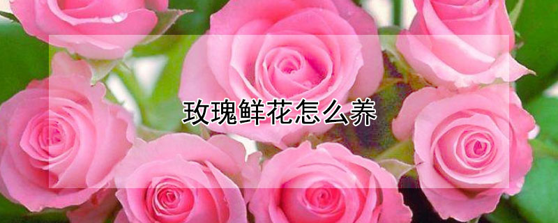 玫瑰鲜花怎么养 玫瑰鲜花怎么养开放度好些