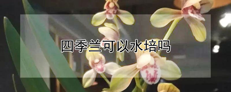 四季兰可以水培吗（四季兰可以水养吗）