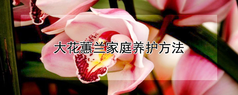 大花蕙兰家庭养护方法（大花蕙兰家庭养护方法有哪些）
