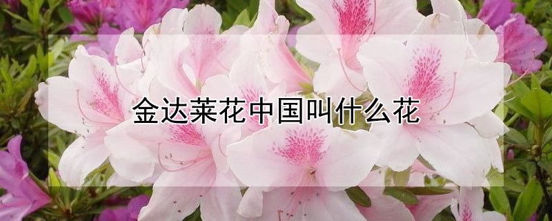 金达莱花中国叫什么花（金达莱花是哪里的国花）