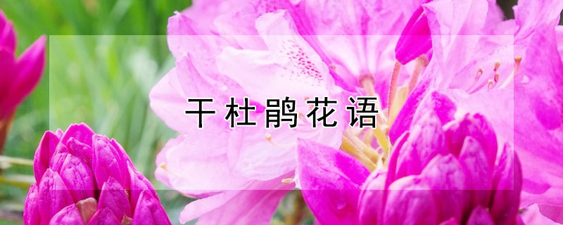干杜鹃花语（干枝杜鹃花语）