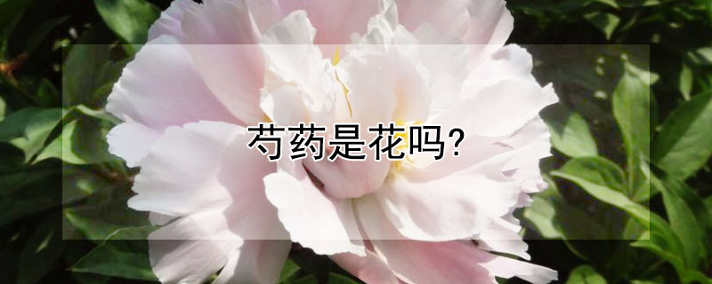 芍药是花吗? 芍药是花还是蔬菜