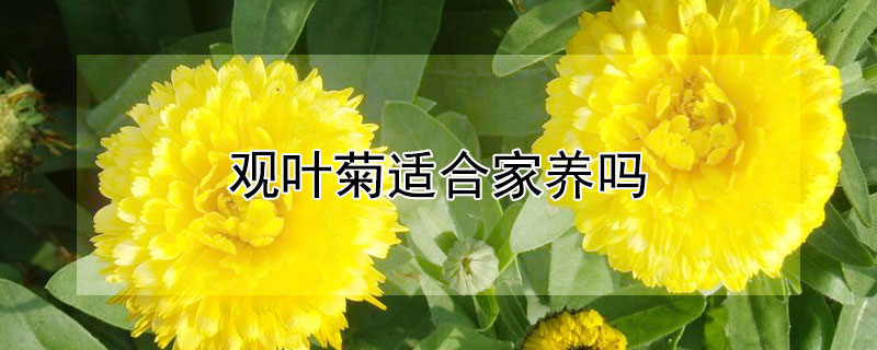 观叶菊适合家养吗（观叶菊适合家养吗）