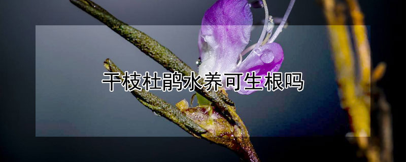 干枝杜鹃水养可生根吗 干枝杜鹃水培能生根吗