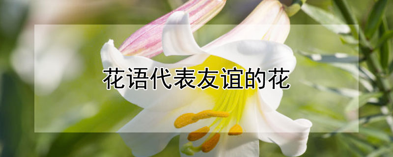 花语代表友谊的花 象征友谊长久的花