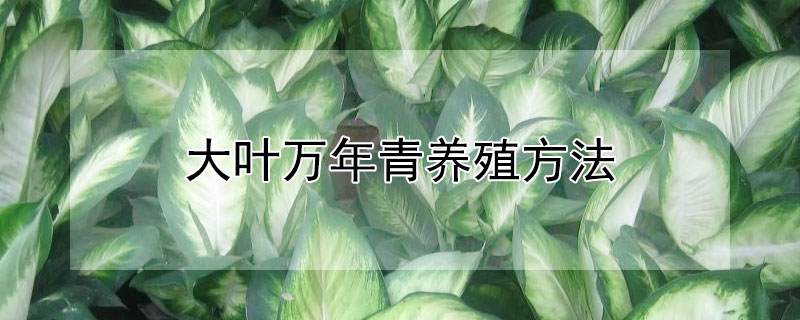 大叶万年青养殖方法 大叶万年青养殖方法和注意事项