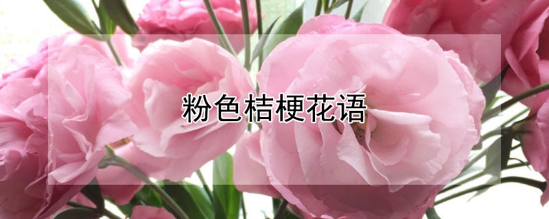 粉色桔梗花语 粉色桔梗花语是什么意思 寓意