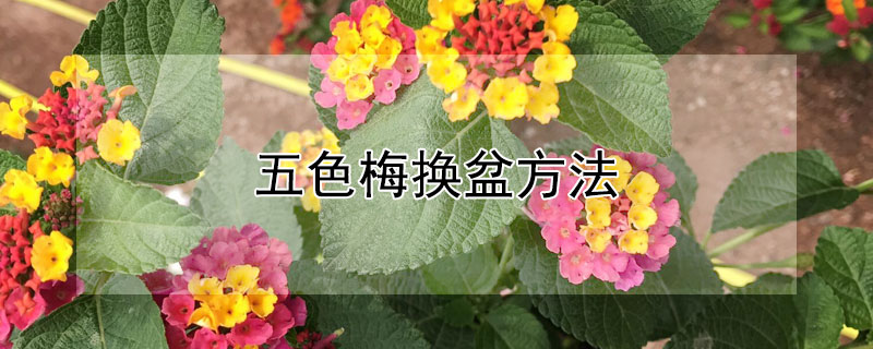 五色梅换盆方法 五色梅换盆后叶子都蔫了