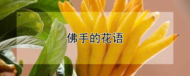 佛手的花语（佛手花语象征与寓意）
