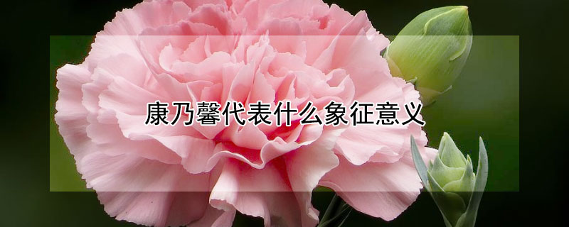 康乃馨代表什么象征意义（康乃馨代表什么象征意义图片）
