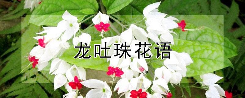 龙吐珠花语 龙吐珠花语意是什么