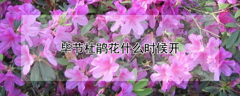 毕节杜鹃花什么时候开 毕节杜鹃花什么时候开园