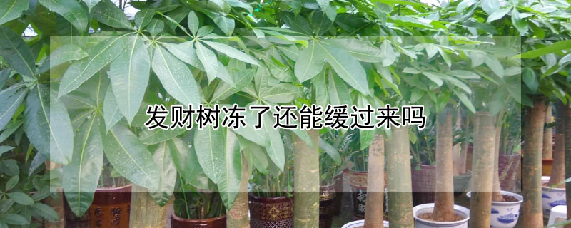 发财树冻了还能缓过来吗 发财树冻了如何恢复