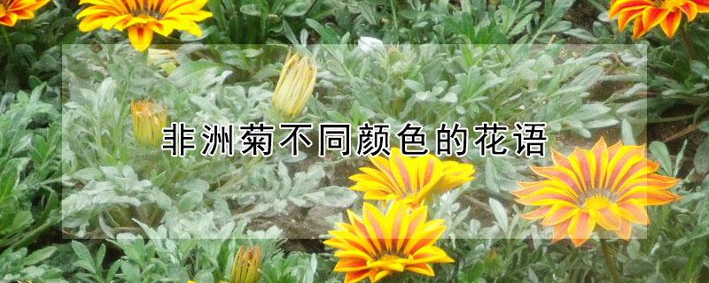 非洲菊不同颜色的花语（非洲菊颜色 花语）