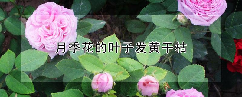 月季花的叶子发黄干枯（月季花的叶子发黄干枯怎么办）