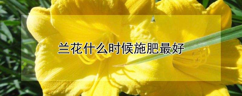 兰花什么时候施肥最好（兰花用什么肥料最好 鸡蛋）