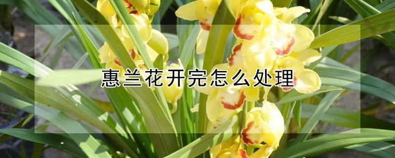 惠兰花开完怎么处理 惠兰花开完怎么处理叶子