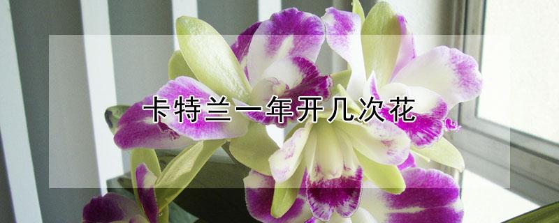 卡特兰一年开几次花 致癌花卉第一名