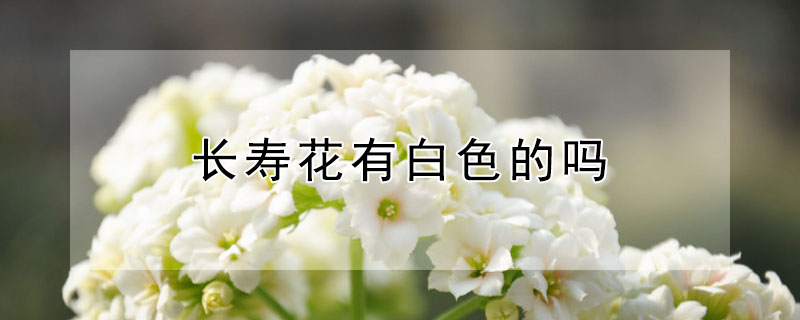 长寿花有白色的吗 长寿花有白色的吗怎么养