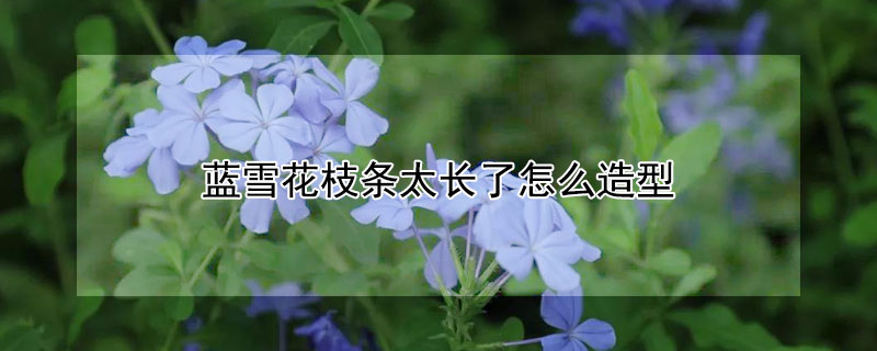 蓝雪花枝条太长了怎么造型（蓝雪花枝条太长怎么办）