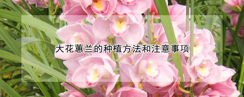 大花蕙兰的种植方法和注意事项（大花蕙兰的养殖方法和注意事项大全）