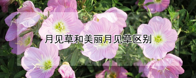 月见草和美丽月见草区别 美丽月见草有没有毒