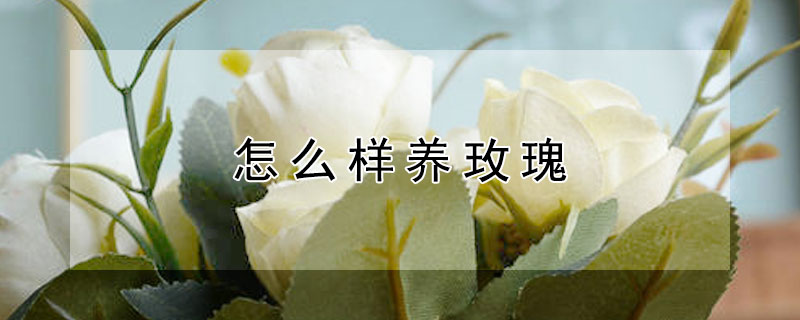 怎么样养玫瑰 怎么样养玫瑰花盆栽