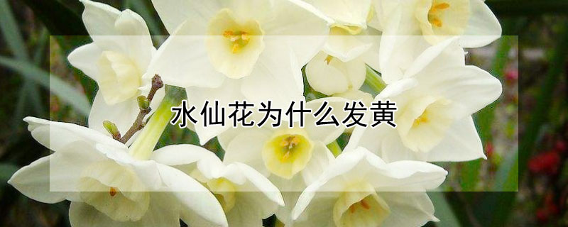 水仙花为什么发黄 水仙花为什么变黄