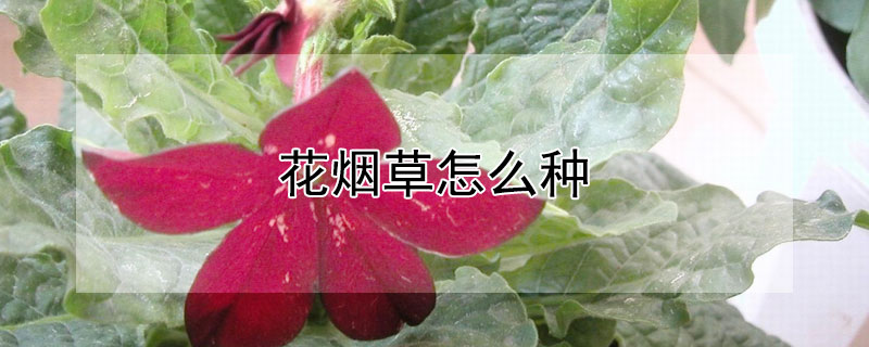 花烟草怎么种 花烟草种植方法
