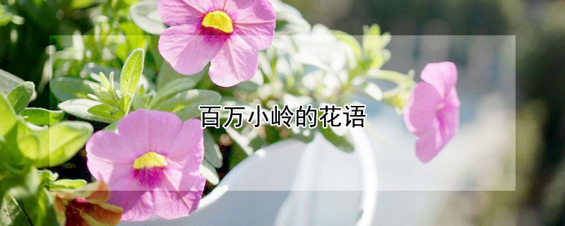 百万小岭的花语（百万小铃花花语风水）