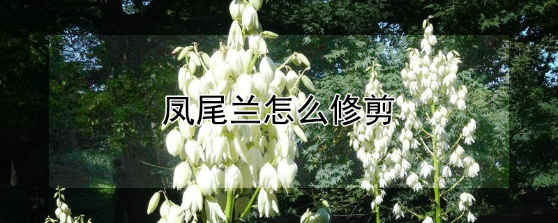 凤尾兰怎么修剪（凤尾兰怎么修剪叶子）