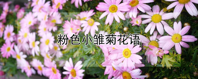 粉色小雏菊花语（粉色雏菊的寓意）