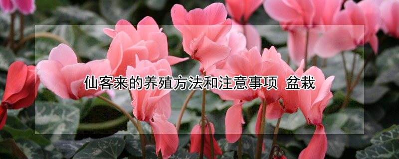 仙客来的养殖方法和注意事项 仙客来的养殖方法和注意事项冬季
