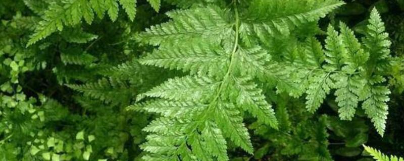 狼尾蕨花语是什么（狼尾蕨介绍）