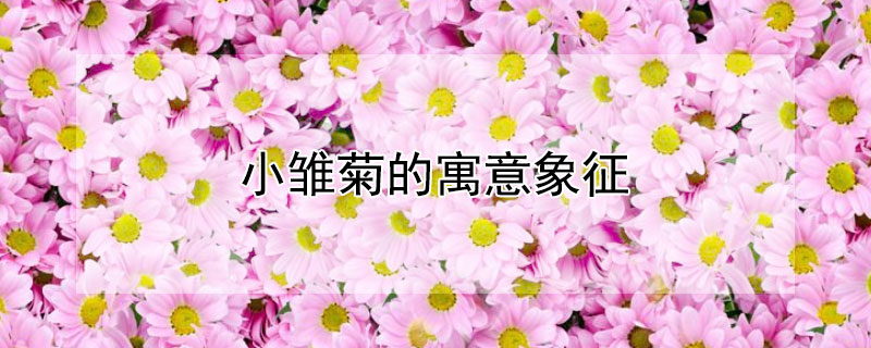 小雏菊的寓意象征（小雏菊寓意象征意义）