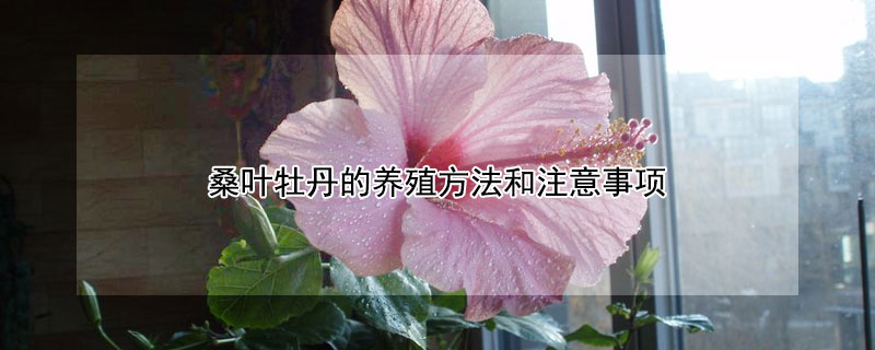桑叶牡丹的养殖方法和注意事项（桑叶牡丹的养殖方法和注意事项剪枝）