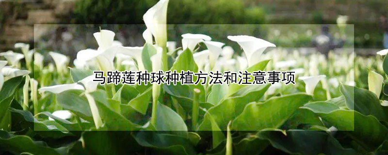 马蹄莲种球种植方法和注意事项 马蹄莲种球种植方法和时间