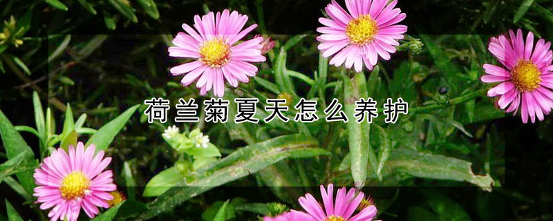 荷兰菊夏天怎么养护 荷兰菊夏天养护方法