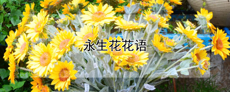 永生花花语 黑色玫瑰永生花的花语