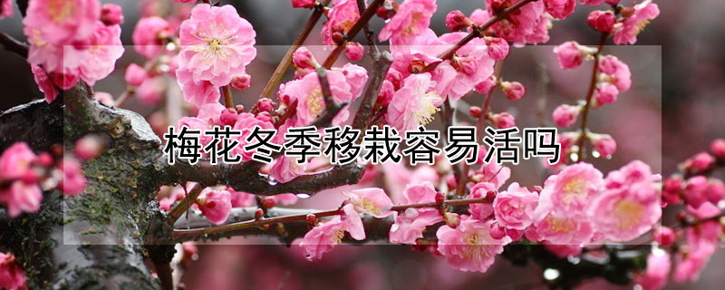 梅花冬季移栽容易活吗 梅花冬天移栽会成活吗