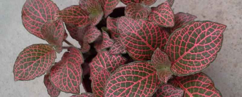 红网纹草的花语（桂林北到长春火车）