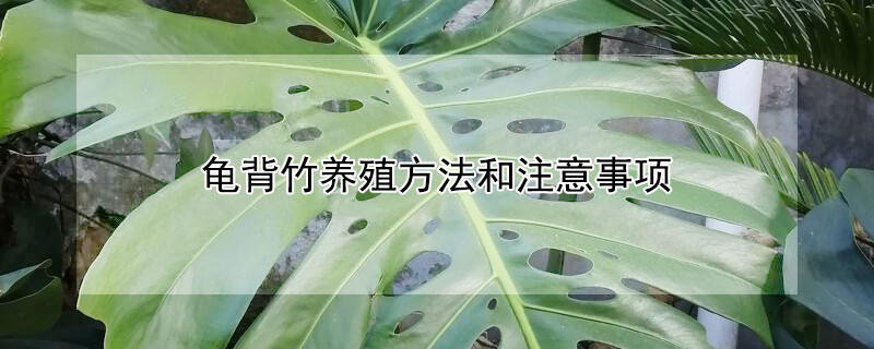 龟背竹养殖方法和注意事项 龟背竹养殖方法和注意事项视频