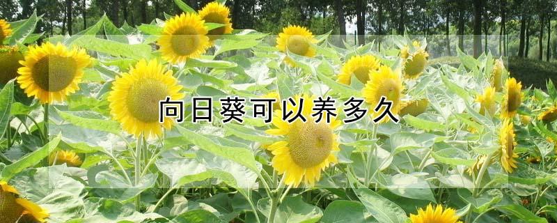 向日葵可以养多久 向日葵可以养多久才开花
